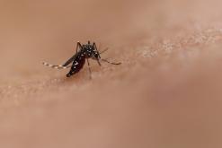 Record de cas de dengue importés en France métropolitaine début 2024
