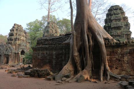 Cambodge-Laos1-Ta Prohm, à Angkor
