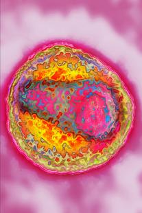 L’immunothérapie permet de faire sortir de la latence les cellules infectées par le virus de façon persistante