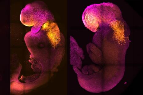 Embryon synthétique à gauche et embryon naturel à droite.
